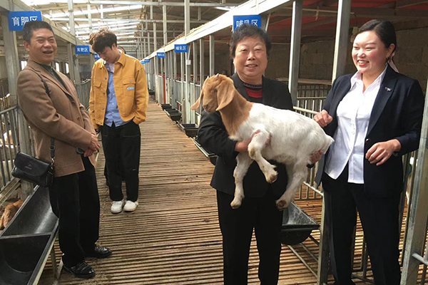 周占琴在紫阳县指导农户饲养肉羊.jpg