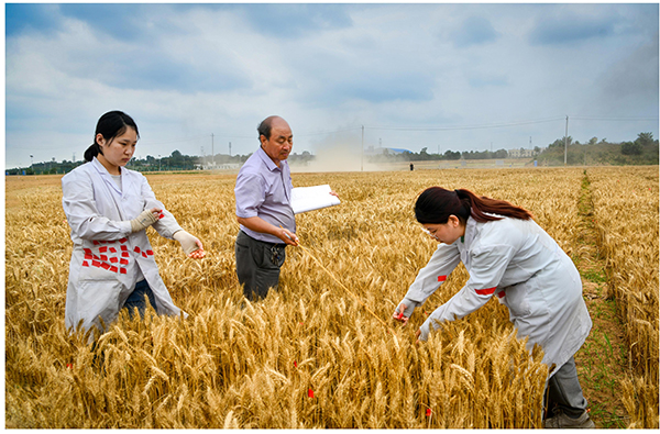 《小麦育种专家闵东红》----退休职工.呼安宁摄.JPG