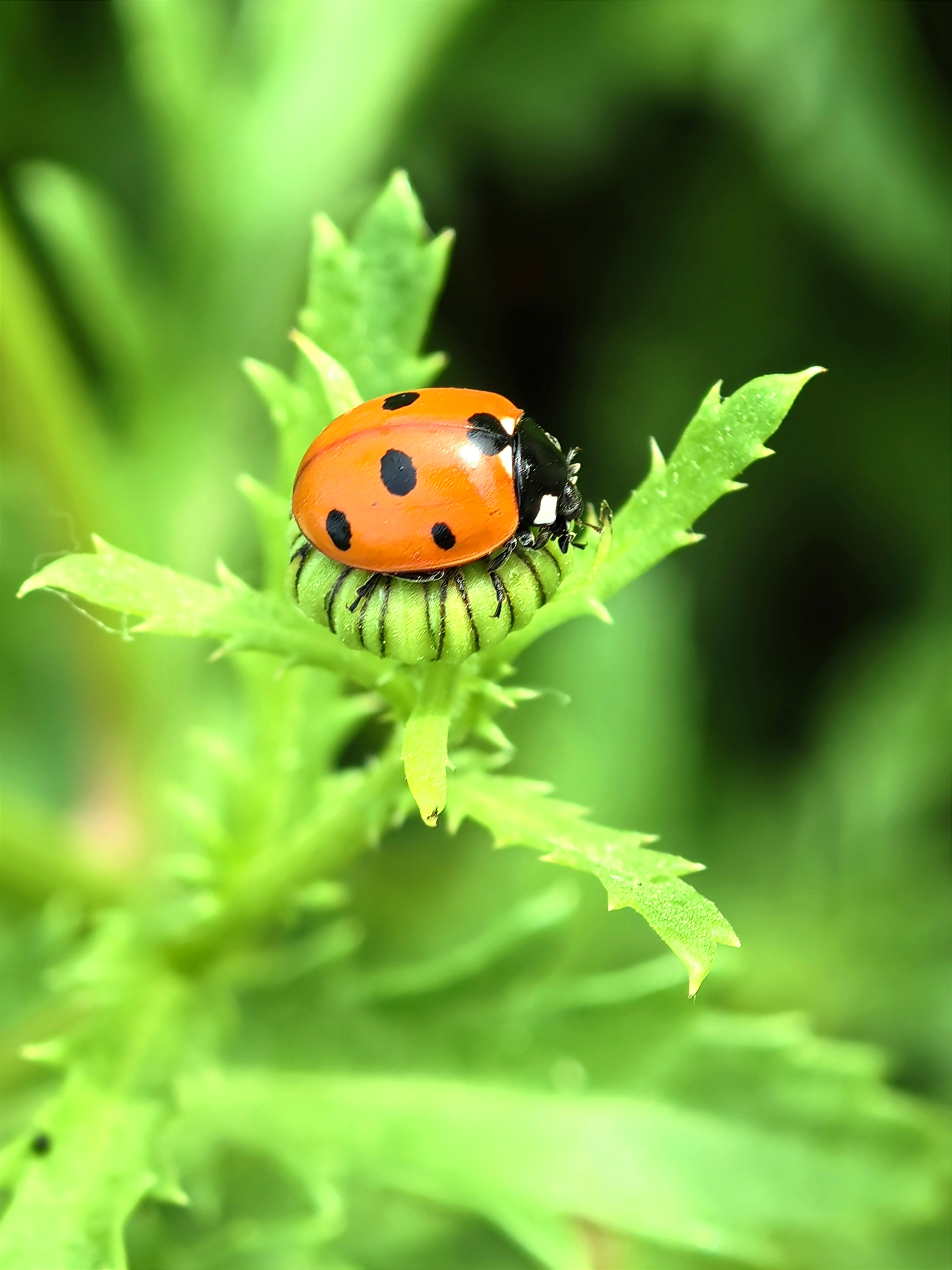 摄影一等奖 作者高秀玲 作品名称候猎.jpg