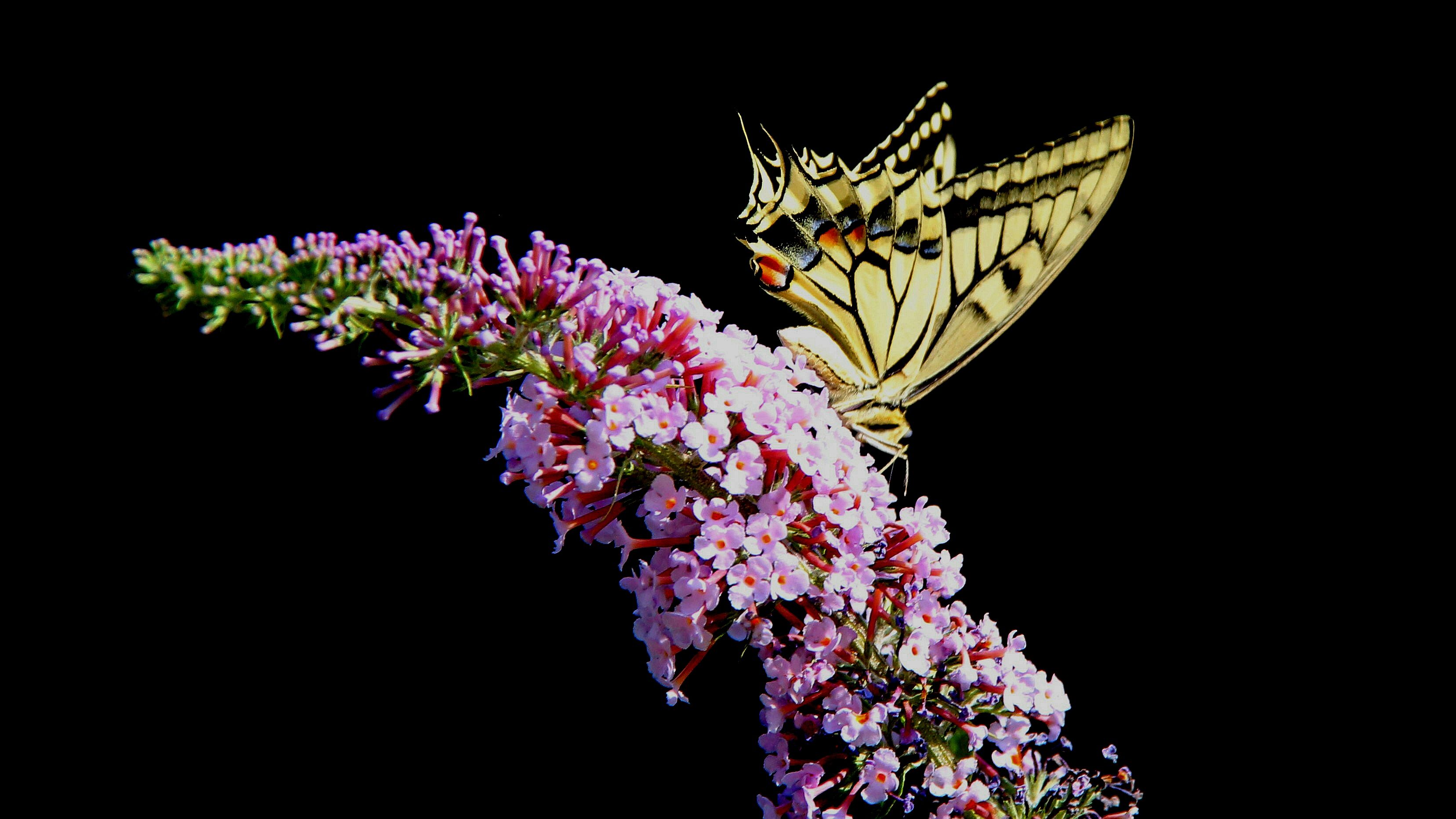 摄影三等奖 作者魏永胜 作品名称蝶恋花.jpg