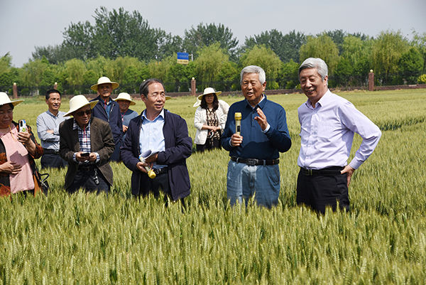 在希望的麦田上2-王辉教授同两院士观摩小麦育种.JPG